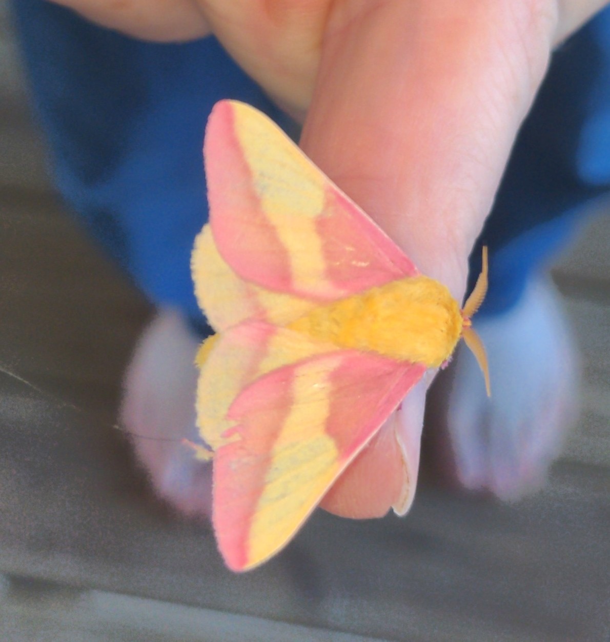 maple moth