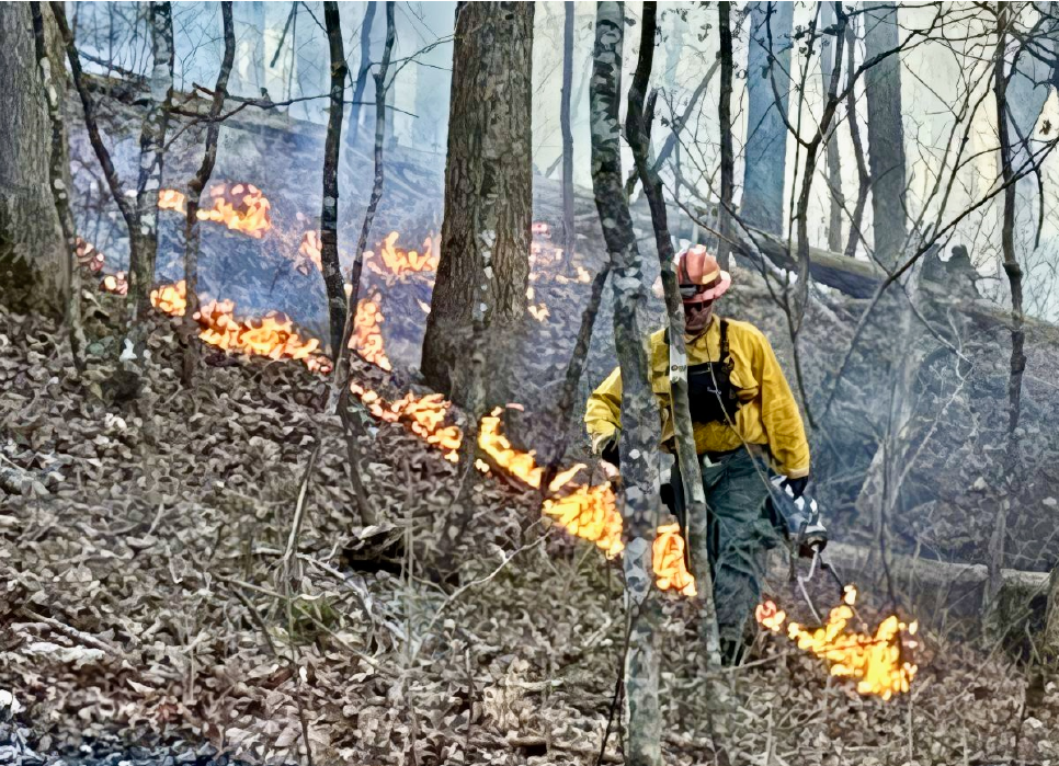 man wearing safety gear holding a fuel canister and engaging in a prescribed burn in a forest